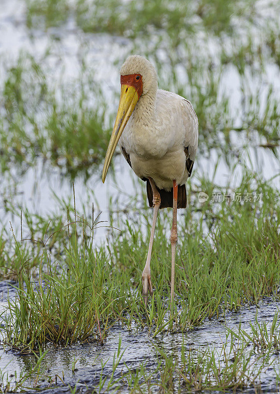 黄嘴鹳(Mycteria ibis)是鹳科的一种大型涉禽。它发生在非洲撒哈拉以南和马达加斯加。纳库鲁湖国家公园，肯尼亚。鹳形目。